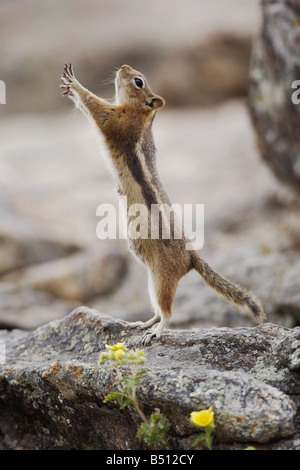 Golden-mantled scoiattolo massa Spermophilus lateralis femmina Rocky Mountain National Park Colorado USA Foto Stock