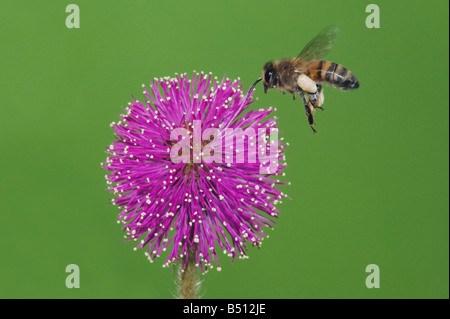 Honey Bee Apis mellifera adulto in volo lo sbarco su aree sensibili in radica nuttallii Mimosa Corpus Christi Coastal Bend Texas USA Foto Stock