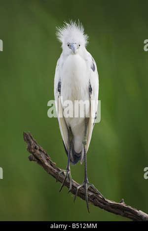 Piccolo airone cenerino Egretta caerulea Sinton immaturi Corpus Christi Coastal Bend Texas USA Foto Stock