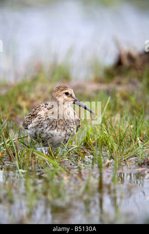 Dunlin Calidris alpina wading devoran Cornovaglia Foto Stock