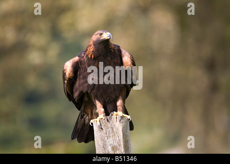 Aquila reale Aquila chrysaetos appollaiato Foto Stock