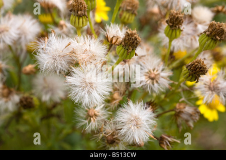 Erba tossica Senecio jacobaea seedheads Foto Stock