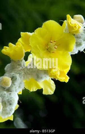 Display attraente di fiori e nebulose verso il basso contro un soft-focus sullo sfondo Foto Stock