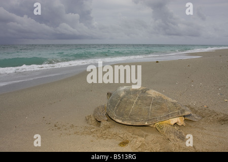 Un adulto tartaruga verde Chelonia Mydas crawl verso l'oceano Foto Stock