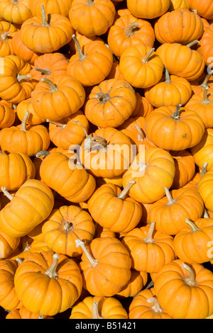 Un mucchio di piccole zucche arancione Foto Stock