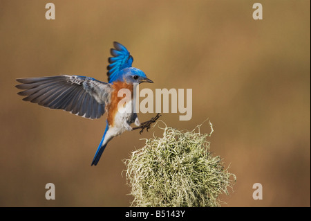 Eastern Bluebird Sialia sialis maschio Sinton atterraggio Corpus Christi Coastal Bend Texas USA Foto Stock