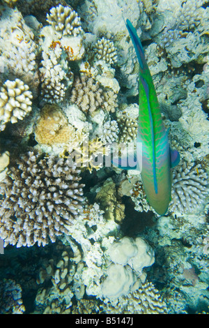 Coral reef nel buco blu off a Dahab nel Mar Rosso in Egitto Foto Stock