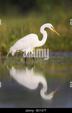 Airone bianco maggiore Ardea alba adulto Sinton Corpus Christi Coastal Bend Texas USA Foto Stock