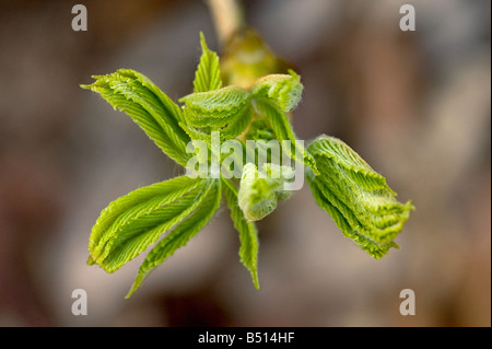 Sticky bocciolo di ippocastano Aesculus hippocastanum apertura visto da sopra illustrante foglie ripiegate dispiegarsi Foto Stock