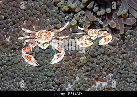 Il Granchio di porcellana, Neopetrolisthes maculatus, vivendo in un anemone marittimo. Noto anche come Neopetrolisthes ohshimai e Neopetrolisthes maculata Foto Stock