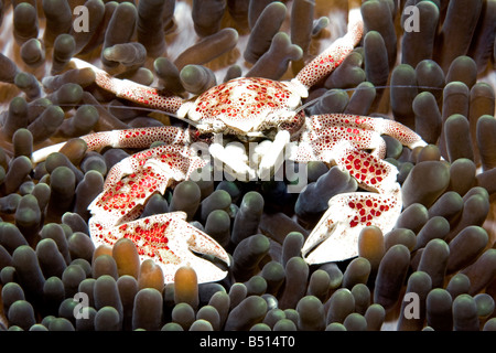 Il Granchio di porcellana, Neopetrolisthes maculatus, vivendo in un anemone marittimo. Noto anche come Neopetrolisthes ohshimai e Neopetrolisthes maculata Foto Stock