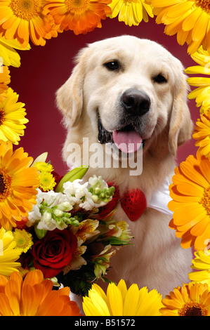 Il Golden Retriever con fiori Foto Stock