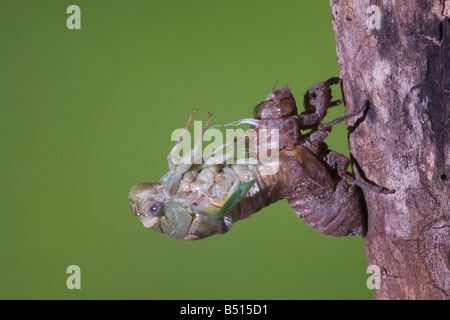 Cicala Tibicen adulto affilatura emergente dalla ninfa pelle Sinton Corpus Christi Coastal Bend Texas USA Foto Stock