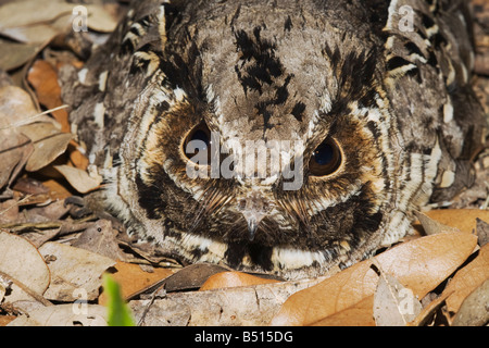 Comune Nyctidromus Pauraque albicollis adulto su nest Sinton Corpus Christi Coastal Bend Texas USA Foto Stock