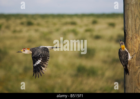 Golden-Picchio fronteggiata Melanerpes aurifrons coppia sulla cavità di nidificazione Sinton Corpus Christi Coastal Bend Texas USA Foto Stock