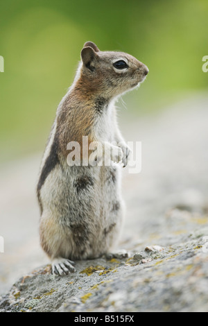 Golden-mantled scoiattolo massa Spermophilus lateralis femmina Rocky Mountain National Park Colorado USA Foto Stock