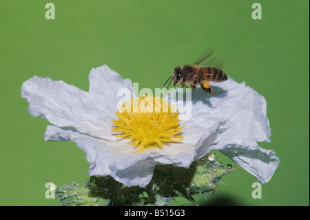 Honey Bee Apis mellifera adulto in volo su bianco coccolone Argemone Papavero albiflora Sinton Corpus Christi Coastal Bend Texas USA Foto Stock