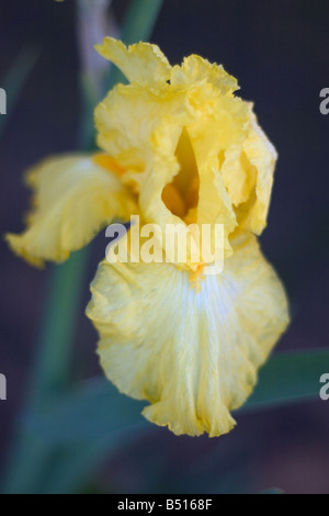 Giallo Iris barbuto Foto Stock