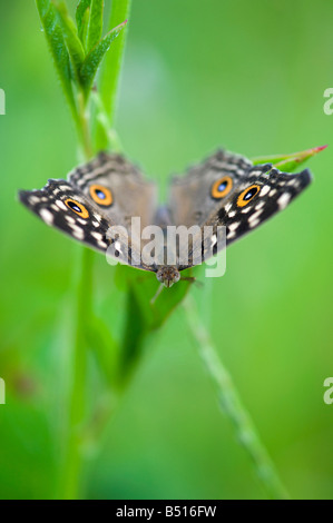 Junonia lemonias. Limone Pansy butterfly nella campagna indiana. Andhra Pradesh, India Foto Stock
