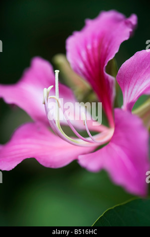 Bauhinia blakeana x. Hong Kong Orchid Tree fiore in un giardino indiano. India Foto Stock