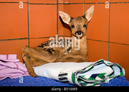 Il Roe Deer Fawn Capreolus capreolus al mondo segreto santuario animale somerset Foto Stock