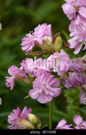 Soapwort Saponaria officinalis Foto Stock