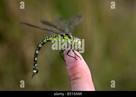 Southern hawker Aeshna cyanea femmina Foto Stock