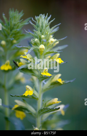 Giallo bartsia Parentucellia viscosa Foto Stock