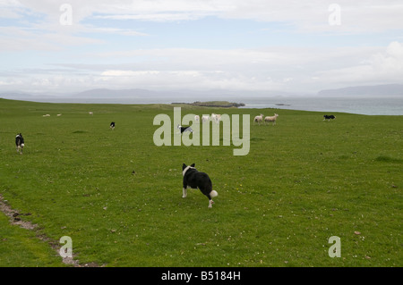 Cinque in bianco e nero sheepdogs iniziano a turno le pecore su un croft che si affaccia sul mare dell'isola di Iona, Scozia Foto Stock