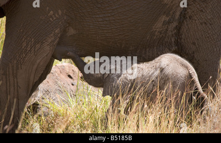 Baby Elephant, pochi giorni vecchio, allattamento, sua madre, in Lewa Downs, Kenya. Foto Stock
