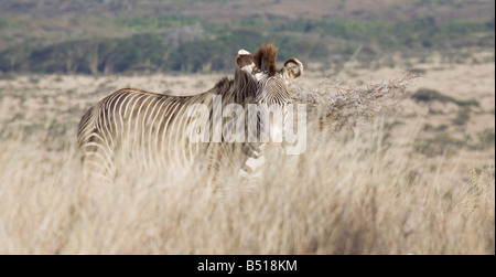 Un (altamente pericolo) di Grevy Zebra (Equus grevyi); in Lewa Downs, Kenya. Foto Stock