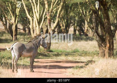 Un (altamente pericolo) di Grevy Zebra corssing una pista sterrata in una foresta/palude; in Lewa Downs, Kenya. Foto Stock