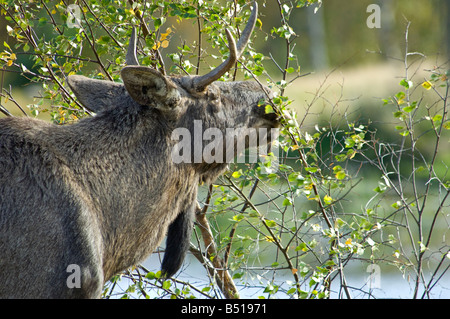 Europei maschili alimentazione Elk sulla Betulla foglie in Scottish Highland Wildlife Park gestito dall'Edinburgh Zoo SCO 0928 Foto Stock
