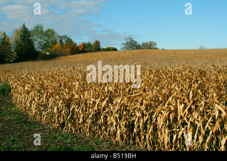 Stagionati di campo di mais mid-western USA Foto Stock