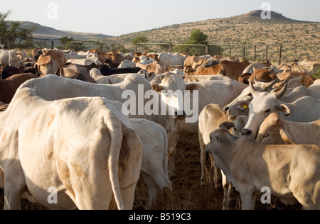 Allevamento di bestiame di proprietà di masai, con le pianure africane dietro; in Lewa Downs, Kenya, Africa orientale. Foto Stock