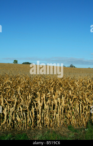 Stagionati di campo di mais Michigan STATI UNITI Foto Stock