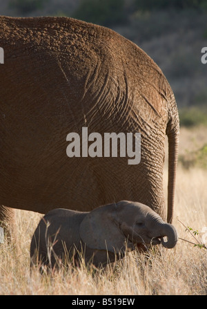 Baby Elephant, pochi giorni vecchio, in piedi al di sotto della sua madre, in Lewa Downs, Kenya. Foto Stock