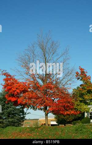 Acero dello zucchero Acer saccharum Autunno Michigan USA, di Carol Dembinsky Photo Assoc Foto Stock