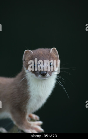 Ermellino Mustela erminea Foto Stock