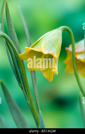 Annuendo fiore di Fritillaria bithynica Foto Stock