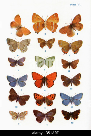 Diversi tipi di farfalle Foto Stock