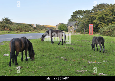 Dartmoor pony pascolo a Haytor, Dartmoor Devon Foto Stock