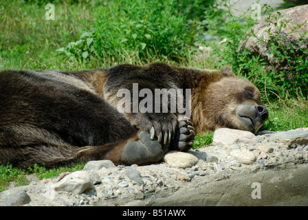 Un orso grizzly dorme in un pomeriggio d'estate. Foto Stock