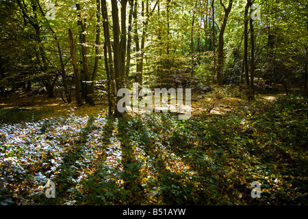 Autunno in un bosco inglese Foto Stock