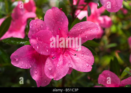 Fiore rosa di un'azalea dopo una pioggia. Close-up Foto Stock