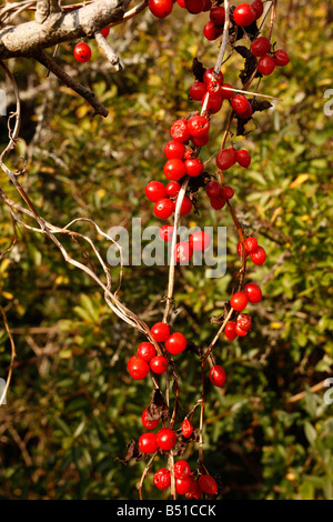 Bryony nero Tamus communis Foto Stock