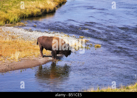 Il bisonte bevande acqua nel ben noto parco nazionale di Yellowstone Foto Stock