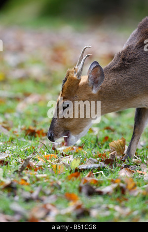 Il cinese muntjac Muntiacus reevesi Galles Foto Stock