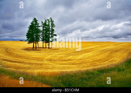 Un enorme campo e alcuni pini in Montana dopo un raccolto Foto Stock