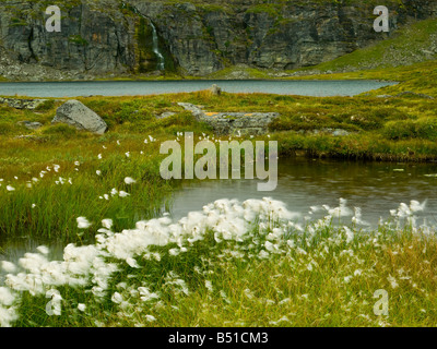 Un altopiano vicino lago di Voss, Norvegia Foto Stock